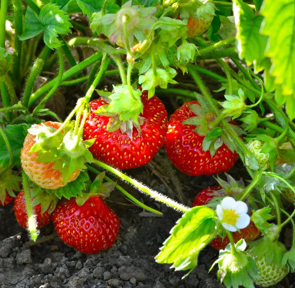 Ripe strawberries in the garden — Stock Photo, Image