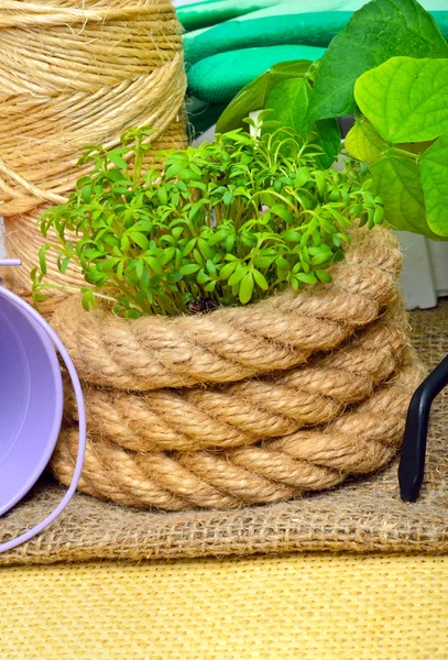 Brotes con herramientas de jardinería . —  Fotos de Stock