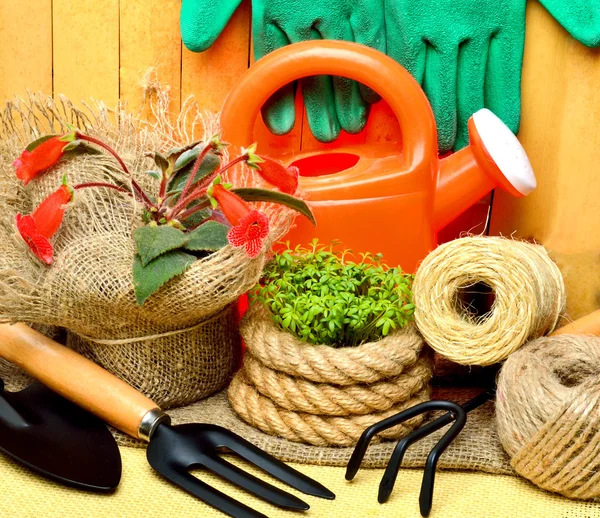 Brotos de agrião e flores de primavera . — Fotografia de Stock