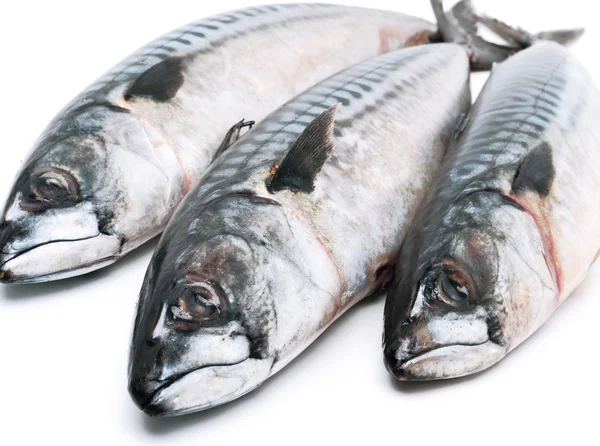 Fresh mackerel fishes. — Stock Photo, Image