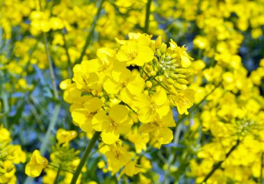 Kolza (Brassica napus). 