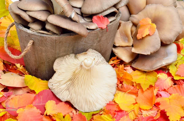 Mushrooms against a background. — Stock Photo, Image