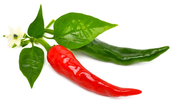 Red and green hot peppers with leaf — Stock Photo, Image