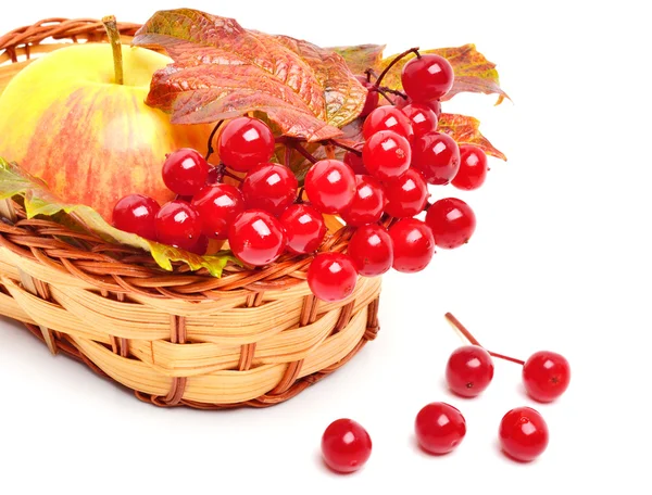 Rote Viburnum-Beeren und reifer Apfel im Korb — Stockfoto