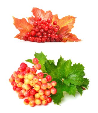 Red viburnum berries and autumn leaves clipart