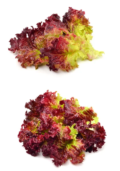 Lechuga roja fresca — Foto de Stock