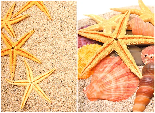 Estrellas de mar en la arena de la playa —  Fotos de Stock