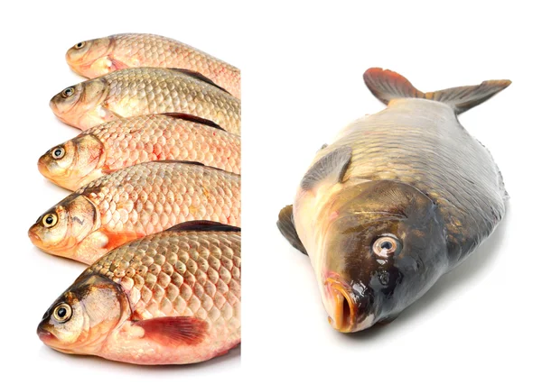 Crucian carp fishes — Stock Photo, Image