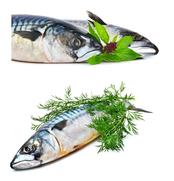 Fresh mackerel fish with dill — Stock Photo, Image