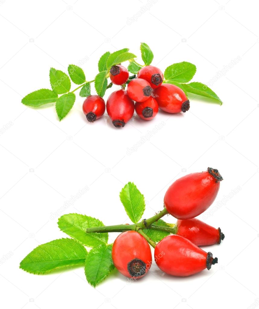 Dog Rose With Leaves Stock Photo Nika111 55411419 Dog Rose With Leaves Isolated On White Collage Photo By Nika111
