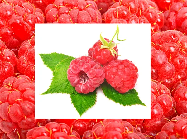 Raspberry with leaves — Stock Photo, Image