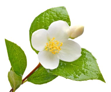 Yasemin çiçeği üzerinde beyaz izole