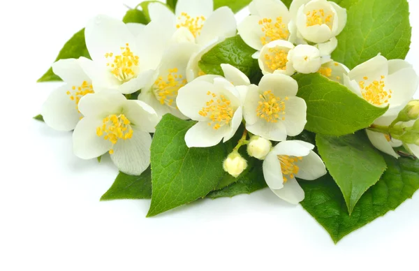 Jasmin Blumenstrauß isoliert auf weiß — Stockfoto