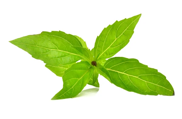 Hojas frescas de menta cruda aisladas sobre fondo blanco — Foto de Stock