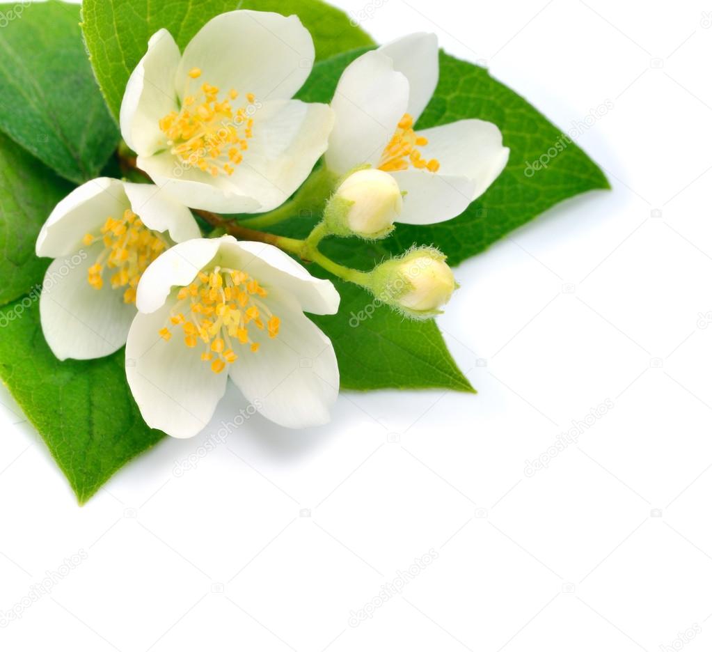 Blossom of Jasmine flower isolated on white