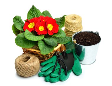 Bahar primulas kırmızı çiçek açan çiçek yatak tırmık, kürek, ru