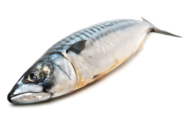 Mackerel fish isolated on white background — Stock Photo, Image