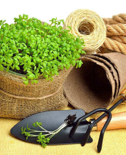 Cress salad on the flower bed with rake, shovel, peat cups, rope