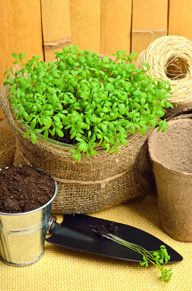 Cress salad on the flower bed with rake, shovel, peat cups, rope