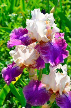 Menekşe iris çiçeği yeşil zemin üzerine