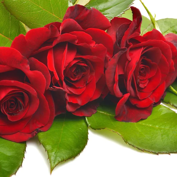 Red roses with green leaves — Stock Photo, Image