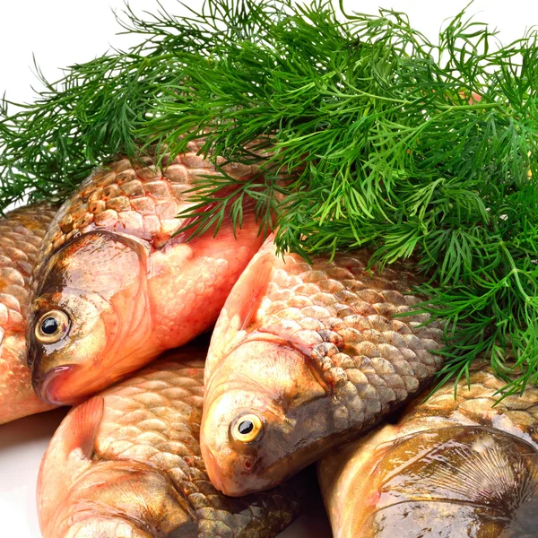 Crucian carp fishes with green dill — Stock Photo, Image