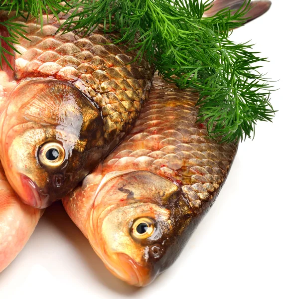 Crucian carp fishes with green dill — Stock Photo, Image