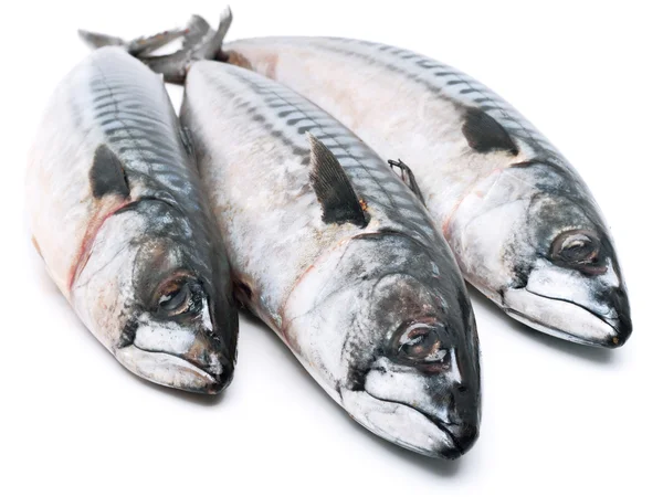 Ryby čerstvé makrely — Stock fotografie