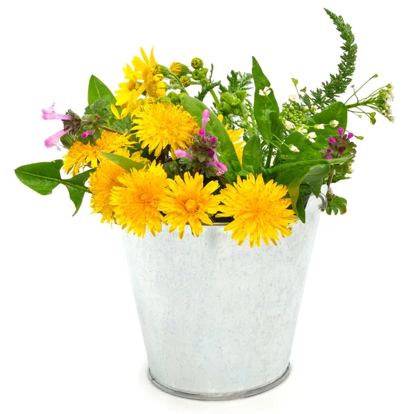 Vackra blommor, chamomiles, rölleka — Stockfoto