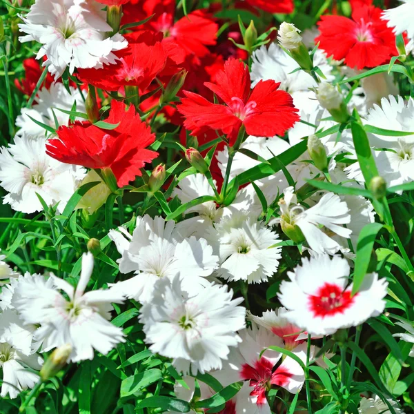 Fiori di garofano rosso e bianco sul giardino — Foto Stock
