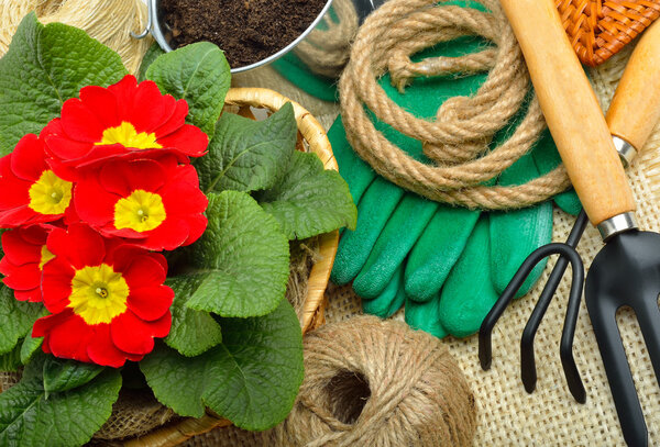 Gardening tools and beautiful red primula in flowerpot