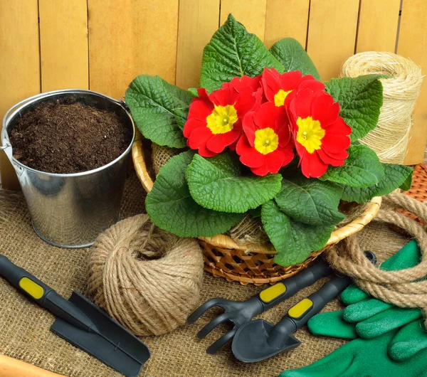 Trädgårdsredskap och vackra röda primula i blomkruka — Stockfoto