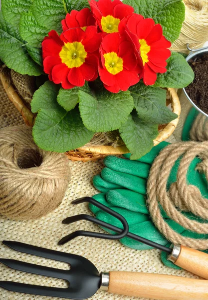 Trädgårdsredskap och vackra röda primula i blomkruka — Stockfoto