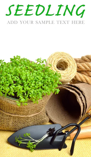 Cress salad on the flower bed with rake, shovel, peat cups, rope — Stock Photo, Image