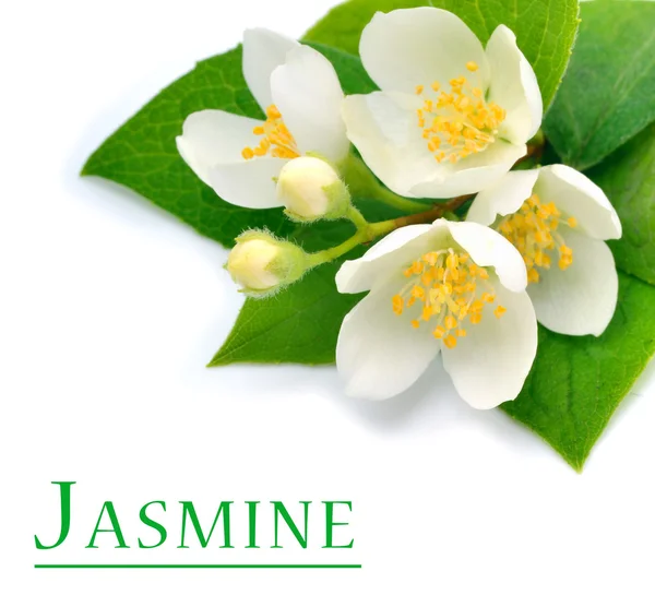 Bloesem van jasmijn bloem geïsoleerd op wit — Stockfoto