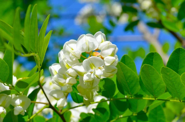 白いアカシアの花 — ストック写真