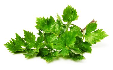 Dal yeşil maydanoz üzerinde beyaz izole