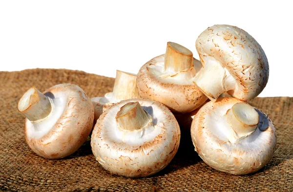 Raw champignon mashrooms with dill and pepper on the sacking bac — Stock Photo, Image