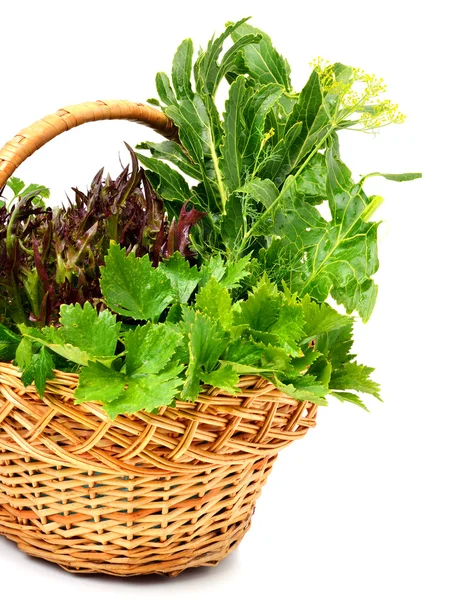 Bunch of different red and green curly lettuce, water-cress, spi — Stock Photo, Image