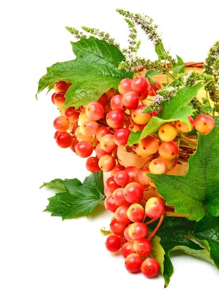 Brindille de canneberge aux feuilles vertes et menthe dans le panier — Photo