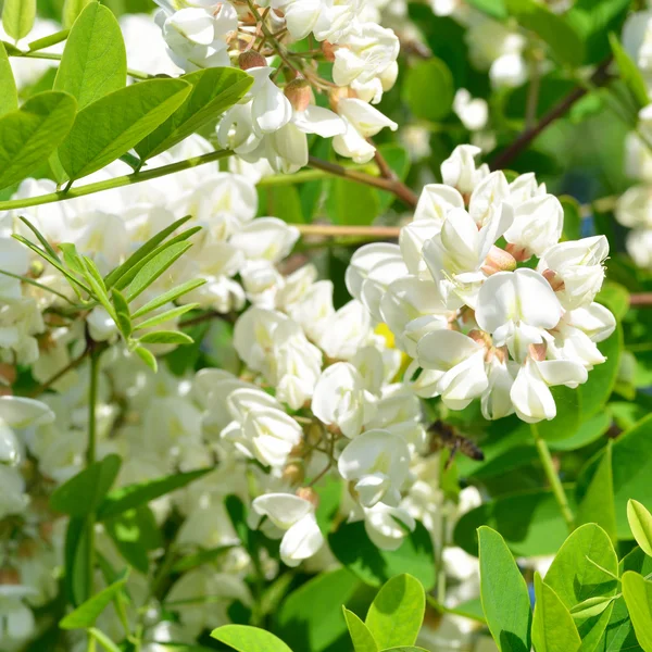 Flores de acacia blanca —  Fotos de Stock