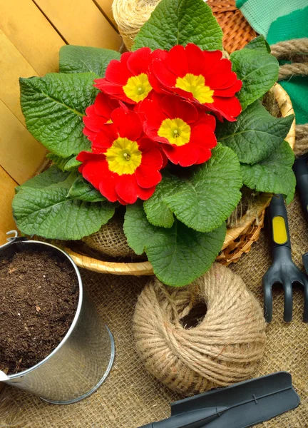 Trädgårdsredskap och vackra röda primula i blomkruka — Stockfoto