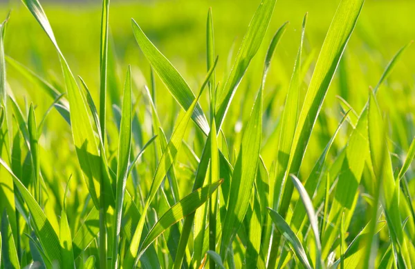 Grünes Gras im Sonnenlicht auf grünem Hintergrund — Stockfoto