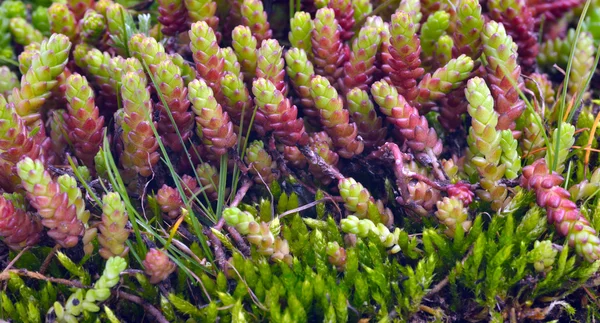 Makro çekim yeşil yosun ve liken — Stok fotoğraf