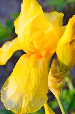 yeşil zemin üzerine sarı Iris çiçeği