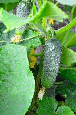 Salatalıklar serada yetişiyor.