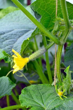 Bir sera içinde genç salatalık