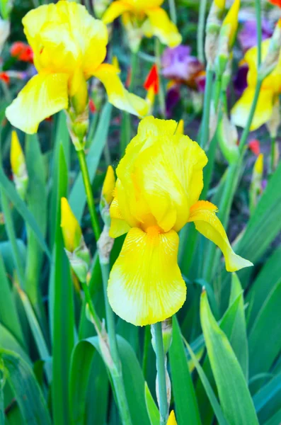 Gelbe Iris Blume auf grünem Hintergrund — Stockfoto