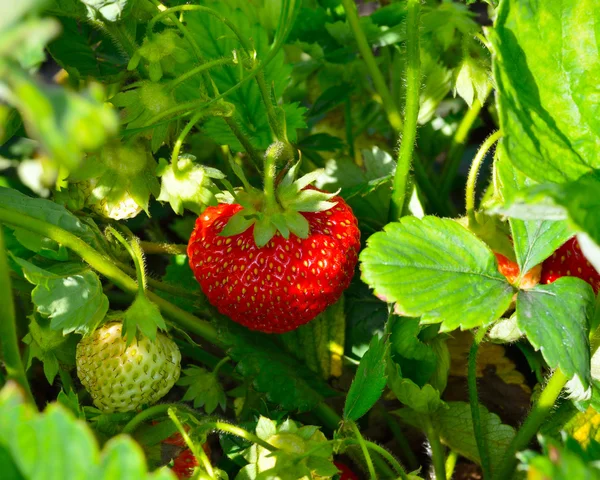 Ripe strawberries in the garden — Stock Photo, Image