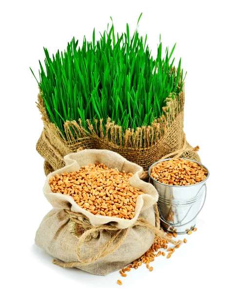 밀 잔디, 흰색 절연 자루에 자극 곡물 — 스톡 사진